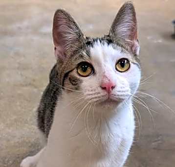 Photo of Buddy