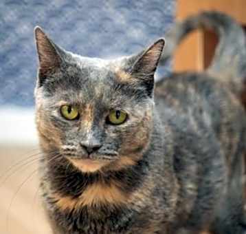 Photo of Calypso