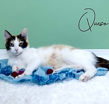 Photo of Queso