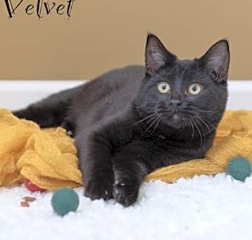 Photo of Velvet