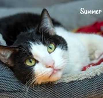 Photo of Summer