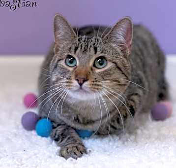 Photo of Sebastian