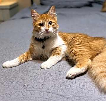 Photo of Scotch