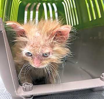 Photo of *GREMMY