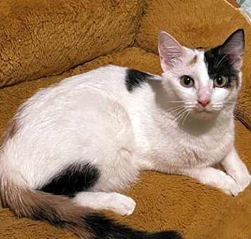 Photo of Marli - (Must be adopted w/Dory)
