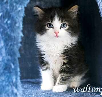 Photo of Will Feral #19027