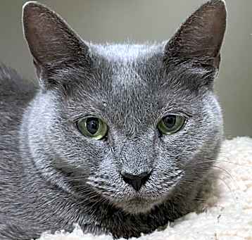 Photo of Pasha
