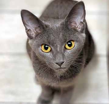 Photo of Mishka