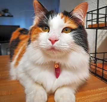 Photo of Penelope