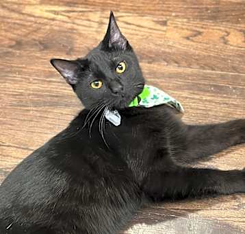 Photo of Meeskee