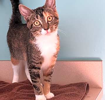 Photo of Poptart