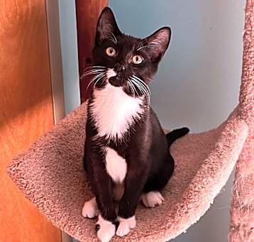 Photo of Oreo