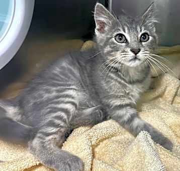 Photo of Goose