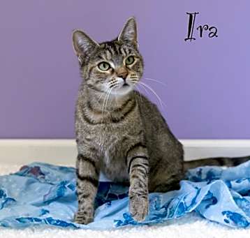 Photo of Ira