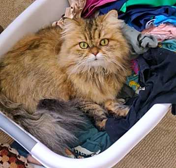 Photo of Tigger
