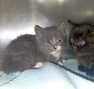 Photo of Lilo & Stitch