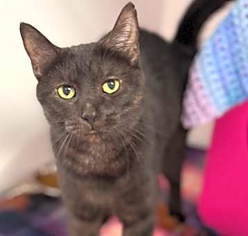 Photo of Bindi