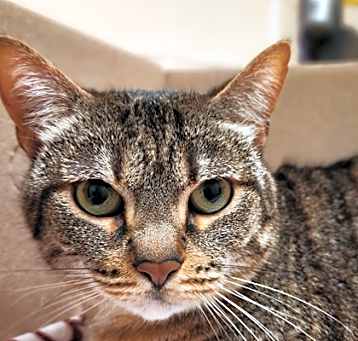 Photo of Belladonna