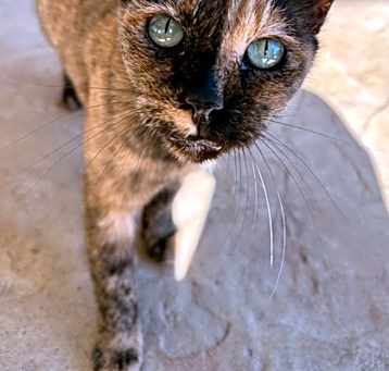 Photo of Kiwi