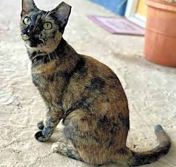 Photo of Ziva