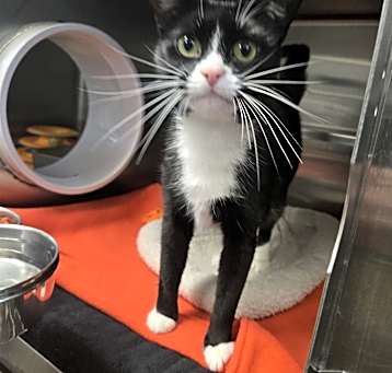 Photo of Mittens