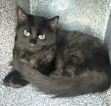 Photo of Cinder