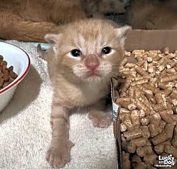 Photo of Lil Binder