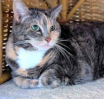 Photo of Katie (bonded with Max)