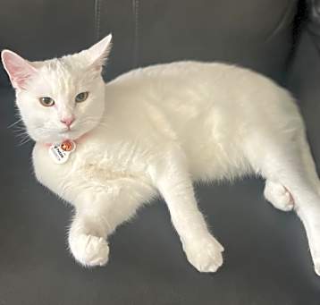 Photo of Lily