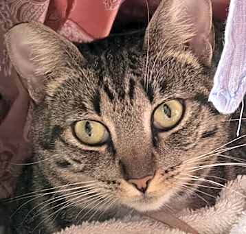 Photo of Hunter