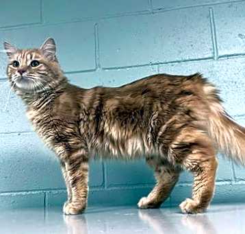 Photo of Pekoe