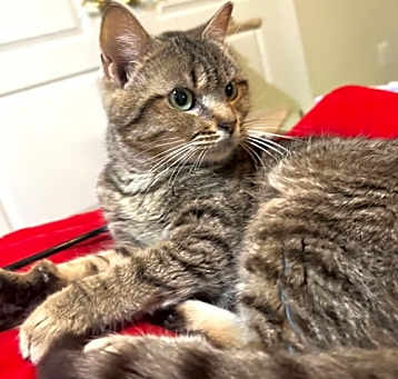 Photo of Pip