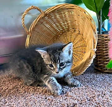 Photo of Violet