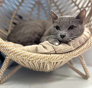 Photo of Kona