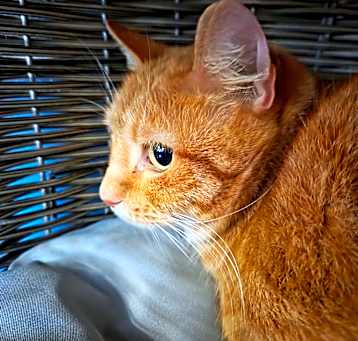 Photo of Ginger