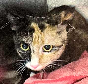 Photo of Mittens