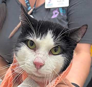 Photo of Oreo