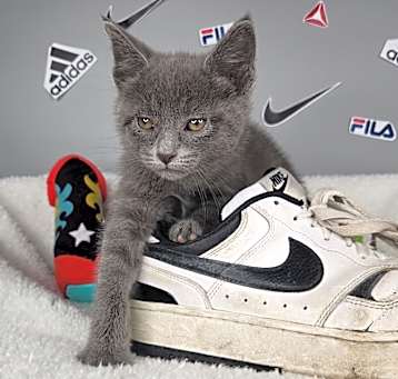 Photo of Nike