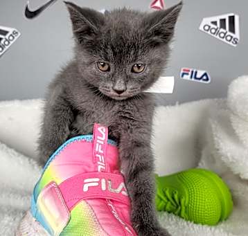 Photo of Fila