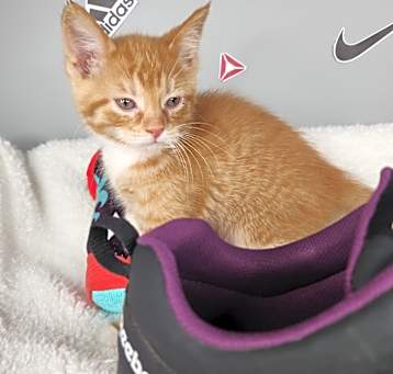 Photo of Reebok