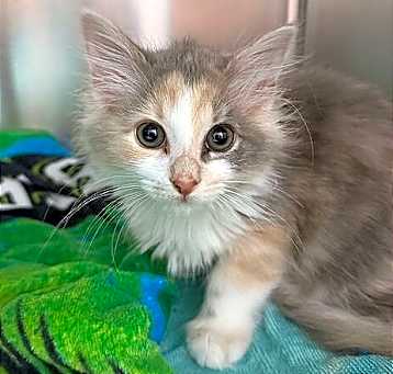 Photo of Beatrice (Betty) Adoption Pending