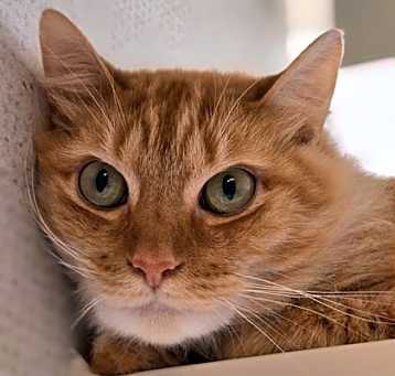 Photo of Ziggy