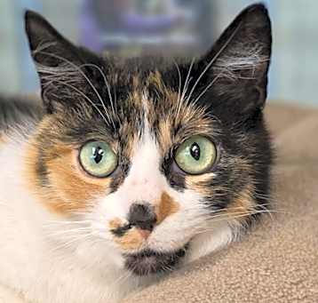 Photo of Cali