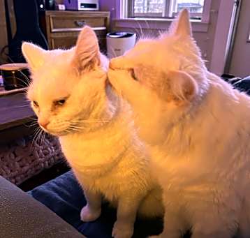 Photo of Shadow and Appa