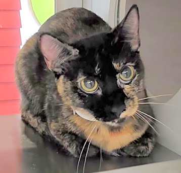 Photo of THUMBELINA