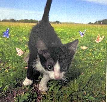 Photo of Speedy