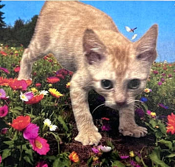 Photo of Edward