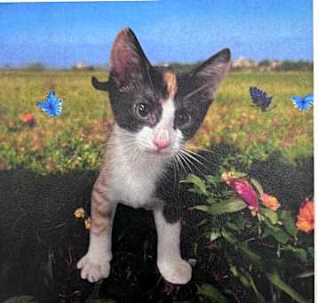 Photo of Pumpkin