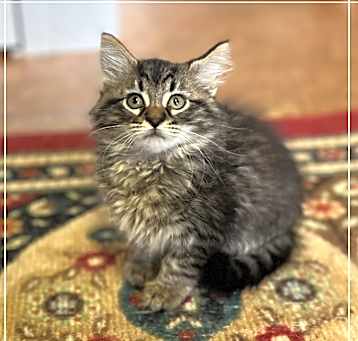 Photo of Chalupa