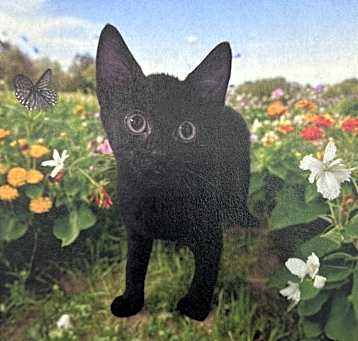 Photo of Midnight